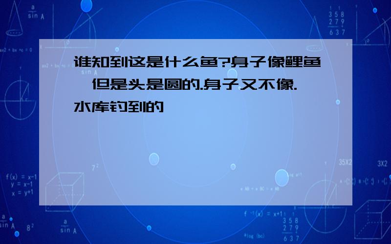 谁知到这是什么鱼?身子像鲤鱼,但是头是圆的.身子又不像.水库钓到的