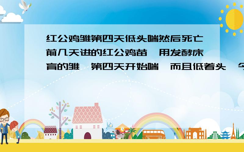 红公鸡雏第四天低头喘然后死亡前几天进的红公鸡苗,用发酵床育的雏,第四天开始喘,而且低着头,今天第七天已经死了五百多个了,来个兽医解剖内脏没有病变,大概什么原因,求解