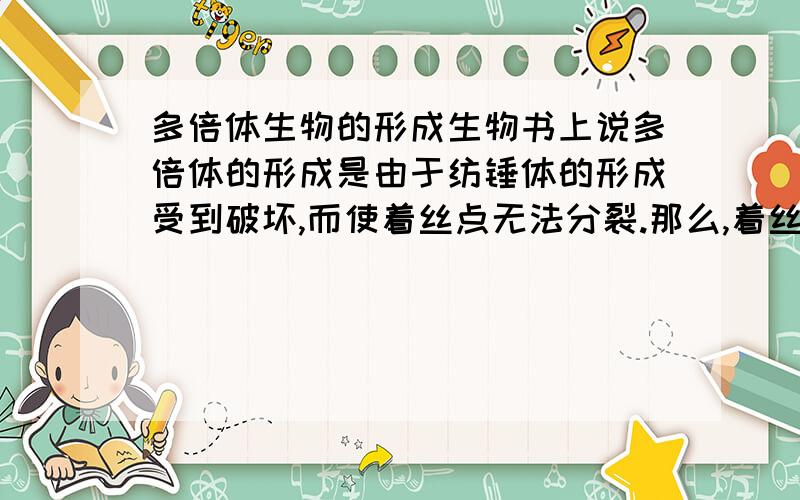 多倍体生物的形成生物书上说多倍体的形成是由于纺锤体的形成受到破坏,而使着丝点无法分裂.那么,着丝点无法分裂染色体还怎么加倍?
