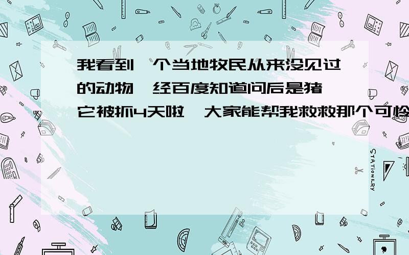 我看到一个当地牧民从来没见过的动物,经百度知道问后是猪獾它被抓4天啦,大家能帮我救救那个可怜的猪獾是猪獾！可惜我救不了它