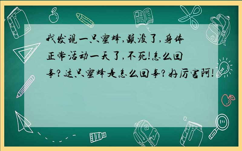 我发现一只蜜蜂,头没了,身体正常活动一天了,不死!怎么回事?这只蜜蜂是怎么回事?好厉害阿!