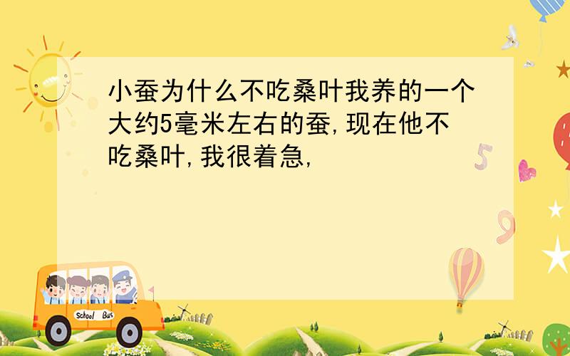 小蚕为什么不吃桑叶我养的一个大约5毫米左右的蚕,现在他不吃桑叶,我很着急,