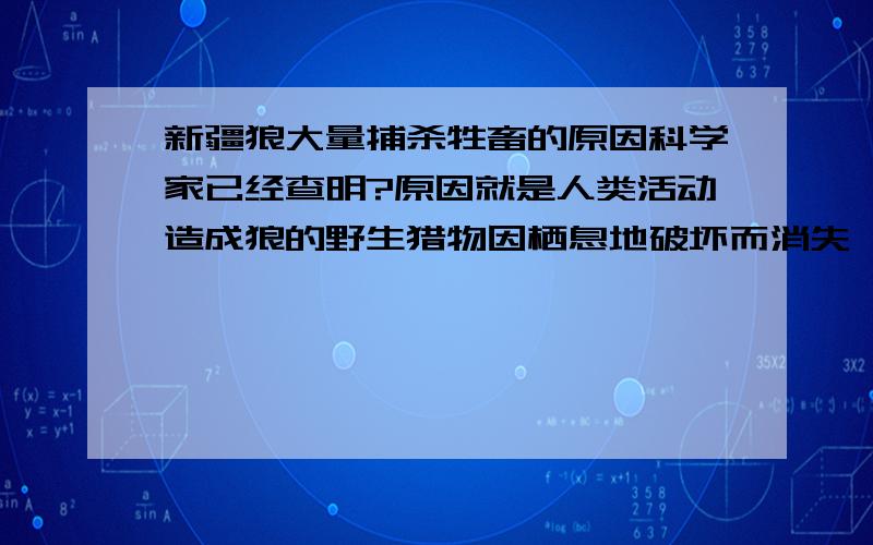 新疆狼大量捕杀牲畜的原因科学家已经查明?原因就是人类活动造成狼的野生猎物因栖息地破坏而消失 因此狼就把目标转向家畜 科学家也因为不知道该保护牧民和狼两者谁的利益而犯难 那为