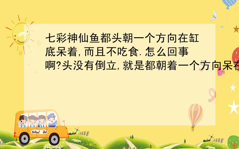 七彩神仙鱼都头朝一个方向在缸底呆着,而且不吃食.怎么回事啊?头没有倒立,就是都朝着一个方向呆在水底,不吃食.