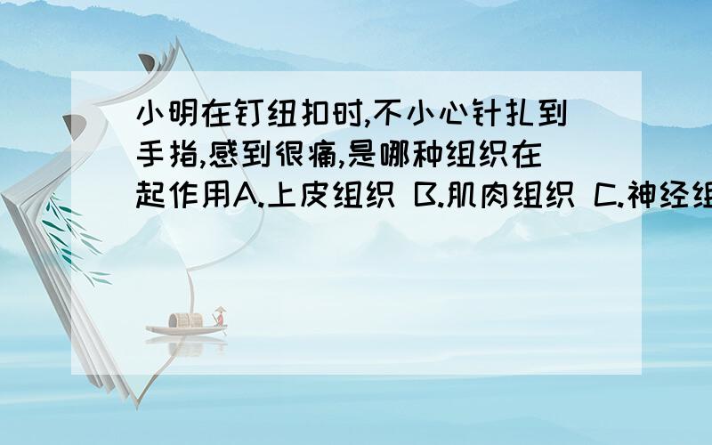 小明在钉纽扣时,不小心针扎到手指,感到很痛,是哪种组织在起作用A.上皮组织 B.肌肉组织 C.神经组织 D.结缔组织