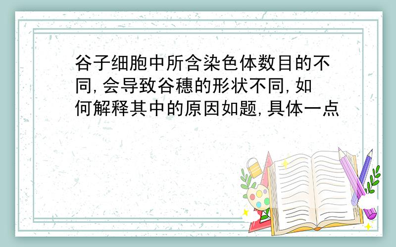 谷子细胞中所含染色体数目的不同,会导致谷穗的形状不同,如何解释其中的原因如题,具体一点