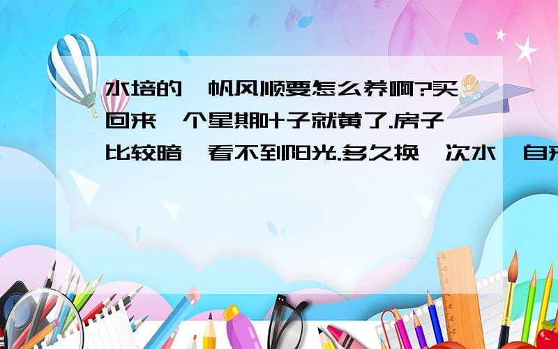 水培的一帆风顺要怎么养啊?买回来一个星期叶子就黄了.房子比较暗,看不到阳光.多久换一次水,自来水可以吗?