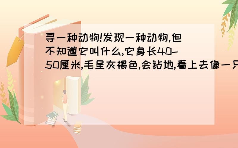 寻一种动物!发现一种动物,但不知道它叫什么,它身长40-50厘米,毛呈灰褐色,会钻地,看上去像一只大老鼠.