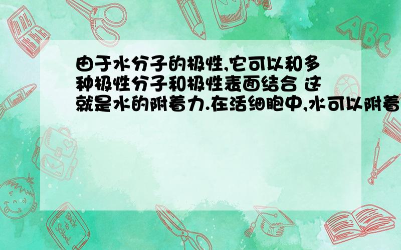 由于水分子的极性,它可以和多种极性分子和极性表面结合 这就是水的附着力.在活细胞中,水可以附着在纤维素、淀粉、蛋白质等多种分子上.心肌和血液两种组织有着明显的差异,但是人体组