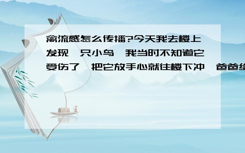 禽流感怎么传播?今天我去楼上发现一只小鸟,我当时不知道它受伤了,把它放手心就往楼下冲,爸爸给它做了一个窝,然后让我放回去,下来我就洗手,然后我爸拿了酒精给我擦手,我之前摸了手机,