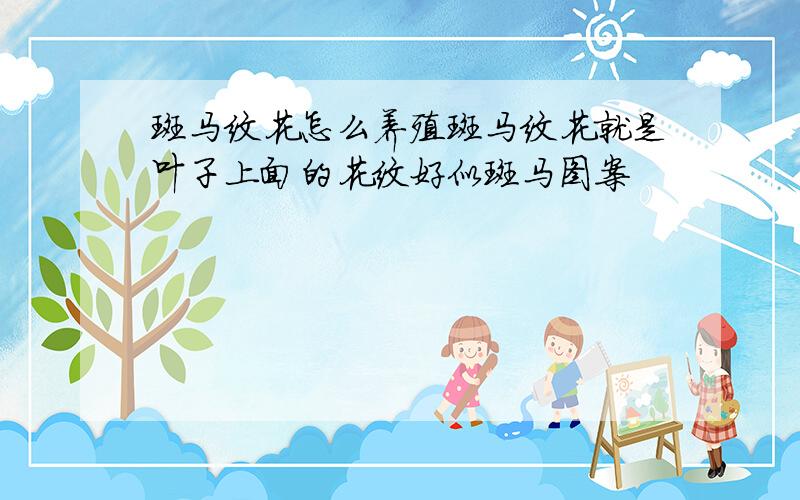 斑马纹花怎么养殖斑马纹花就是叶子上面的花纹好似斑马图案