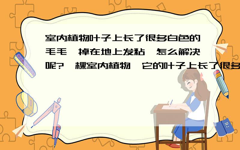 室内植物叶子上长了很多白色的毛毛,掉在地上发粘,怎么解决呢?一棵室内植物,它的叶子上长了很多白色的毛毛,掉在地上发粘,把同屋子的仙人掌树也传染了,怎么解决呢?