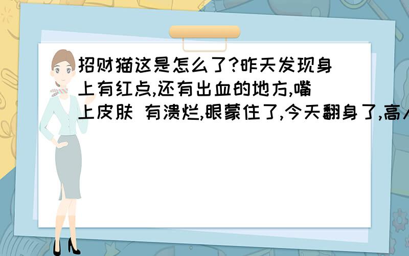 招财猫这是怎么了?昨天发现身上有红点,还有出血的地方,嘴上皮肤 有溃烂,眼蒙住了,今天翻身了,高人求救一命,刚加了点黄粉.