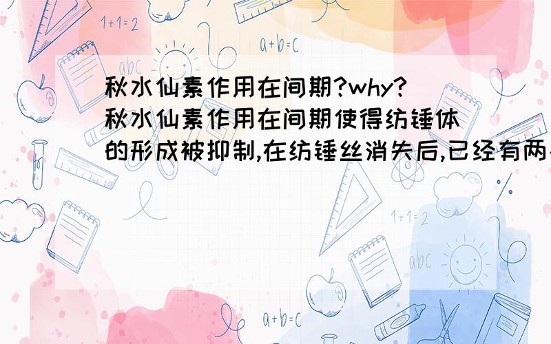 秋水仙素作用在间期?why?秋水仙素作用在间期使得纺锤体的形成被抑制,在纺锤丝消失后,已经有两条姐妹染色单体的染色体的着丝点在没有纺锤丝的牵引下会一分为二么?如果会,那是什么力量