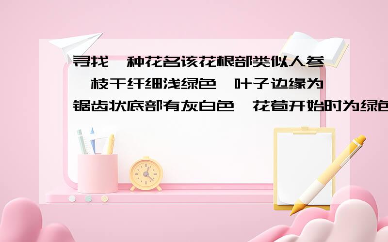 寻找一种花名该花根部类似人参,枝干纤细浅绿色,叶子边缘为锯齿状底部有灰白色,花苞开始时为绿色后变为灰白色白紫色最后紫色,只有一朵花瓣,开始时花苞类似一个小灯笼后来花瓣前部分