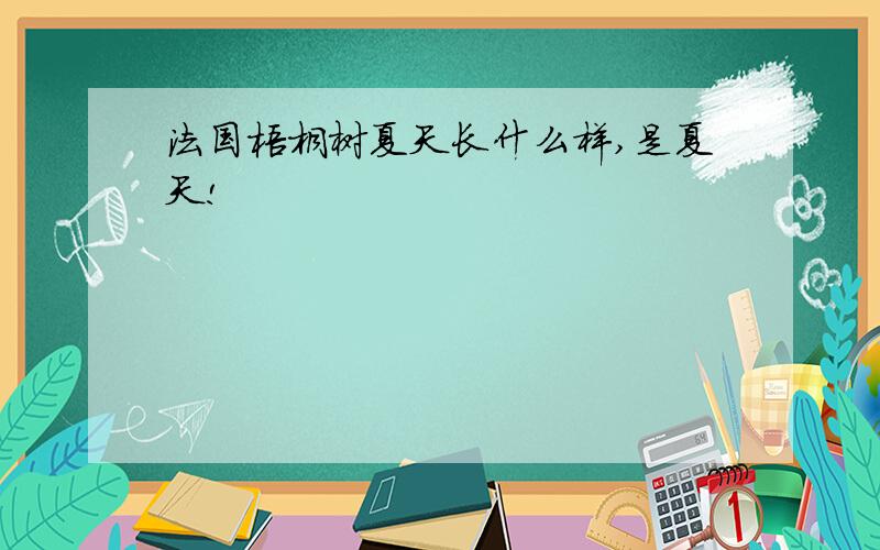 法国梧桐树夏天长什么样,是夏天!