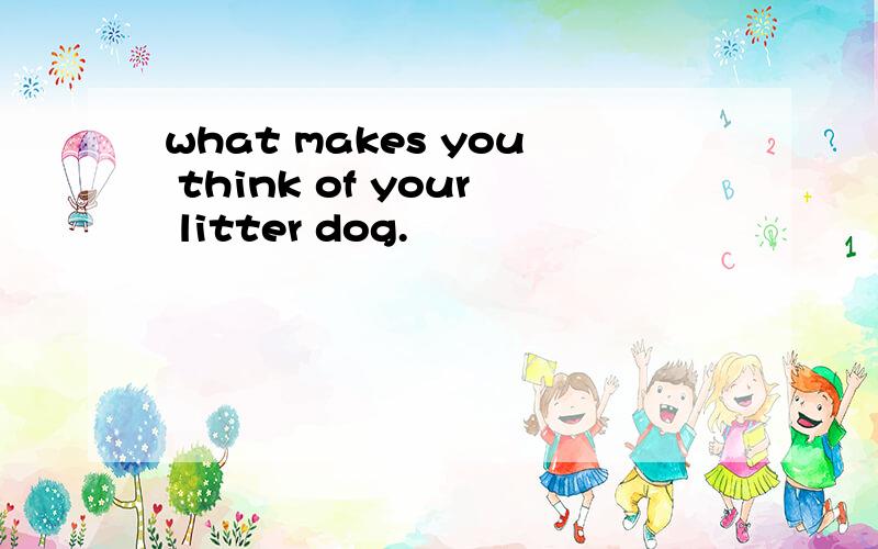 what makes you think of your litter dog.