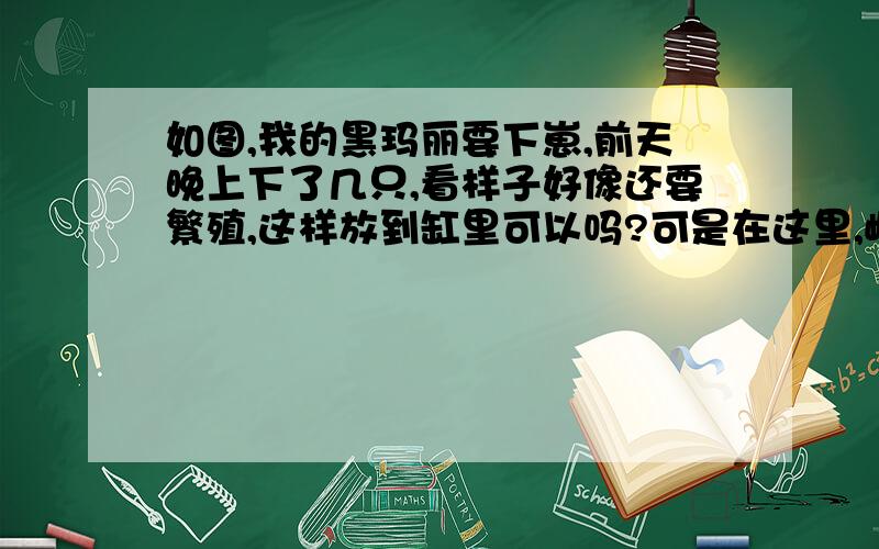 如图,我的黑玛丽要下崽,前天晚上下了几只,看样子好像还要繁殖,这样放到缸里可以吗?可是在这里,雌鱼看到雄鱼总是不安分,总想往外钻,这样能繁殖吗?