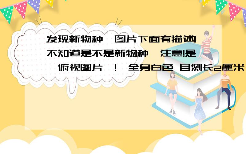 发现新物种,图片下面有描述!不知道是不是新物种,注意!是【俯视图片】!,全身白色 目测长2厘米,背上有触手,攻击时 触手发力张开向后伸展 然后借触手往后的张力蹦了起来 还好我躲的快,注