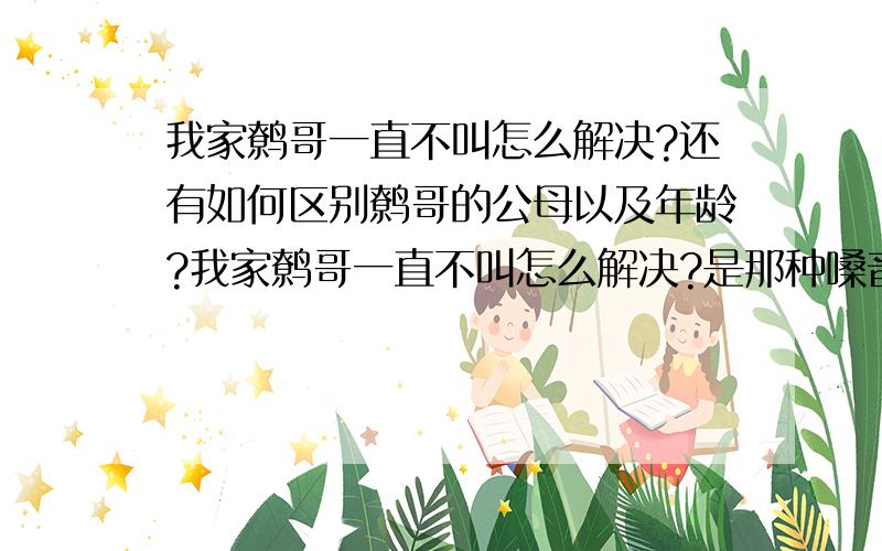 我家鹩哥一直不叫怎么解决?还有如何区别鹩哥的公母以及年龄?我家鹩哥一直不叫怎么解决?是那种嗓音不洪亮而且很少很少?还有如何区别鹩哥的公母以及年龄?我是一个初学养鸟着