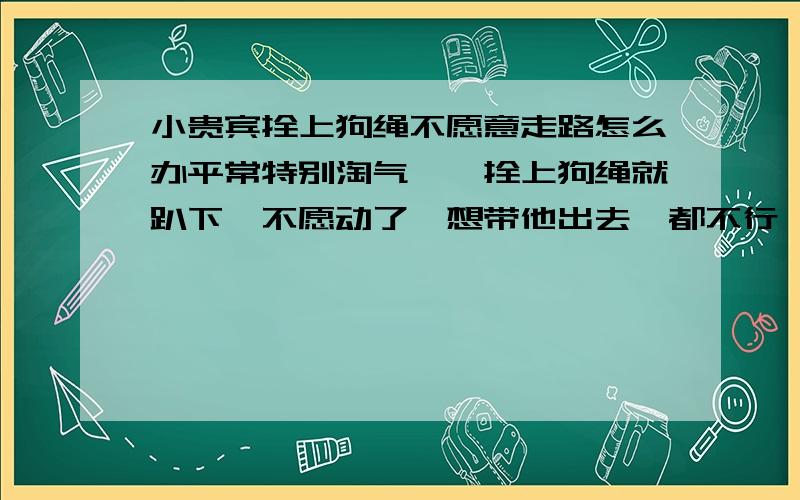 小贵宾拴上狗绳不愿意走路怎么办平常特别淘气,一拴上狗绳就趴下,不愿动了,想带他出去遛都不行,不拴又乱跑