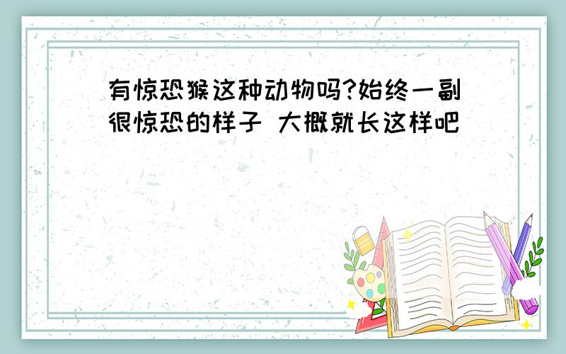 有惊恐猴这种动物吗?始终一副很惊恐的样子 大概就长这样吧