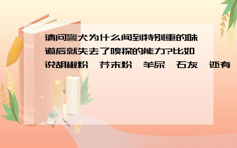 请问警犬为什么闻到特别重的味道后就失去了嗅探的能力?比如说胡椒粉、芥末粉、羊尿、石灰、还有一些刺鼻的化学试剂!按说这些东西都会增加被嗅探到的风险啊?难道味道过于大了还是对