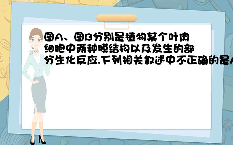 图A、图B分别是植物某个叶肉细胞中两种膜结构以及发生的部分生化反应.下列相关叙述中不正确的是A．图A表示的是叶绿体类囊体薄膜,图B表示的是线粒体内膜B．在图A、图B膜上都发生了能量