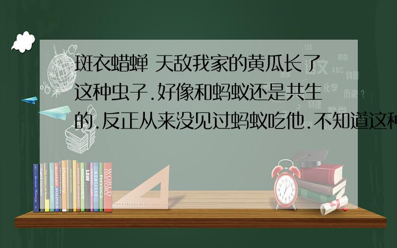 斑衣蜡蝉 天敌我家的黄瓜长了这种虫子.好像和蚂蚁还是共生的.反正从来没见过蚂蚁吃他.不知道这种虫子的天敌是谁?螳螂么?我倒是在我家的菜园里见过螳螂,不过不知道螳螂吃不吃它.给个