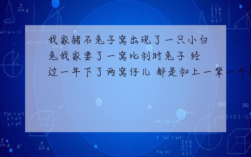 我家赭石兔子窝出现了一只小白兔我家要了一窝比利时兔子 经过一年下了两窝仔儿 都是和上一辈一个颜色 后来又要了两只白兔 后来死的死 杀的杀 （两只白兔都死了） 现在剩三只两个上辈