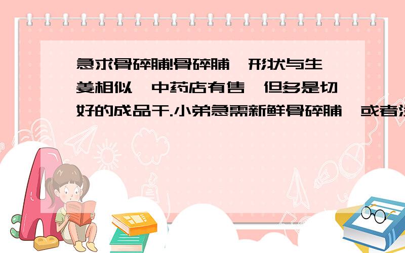 急求骨碎脯!骨碎脯,形状与生姜相似,中药店有售,但多是切好的成品干.小弟急需新鲜骨碎脯,或者没有切过的整个的骨碎脯干,请各位大虾帮帮忙!万分感谢!