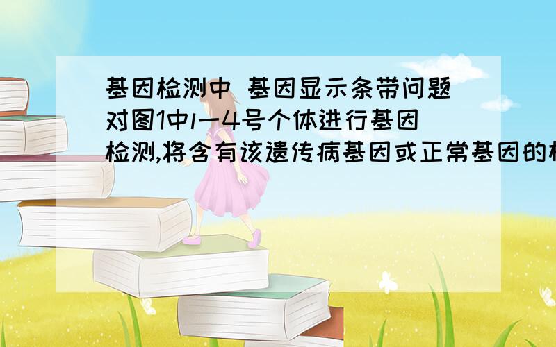 基因检测中 基因显示条带问题对图1中l一4号个体进行基因检测,将含有该遗传病基因或正常基因的相关DNA片段各自用电泳法分离．正常基因显示一个条带,患病基因显示为另一个不同的条带…