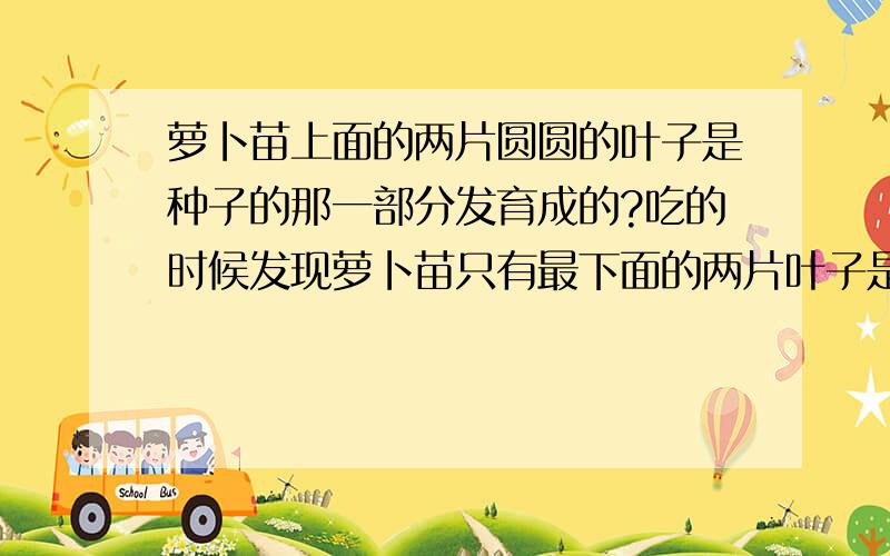 萝卜苗上面的两片圆圆的叶子是种子的那一部分发育成的?吃的时候发现萝卜苗只有最下面的两片叶子是圆的,爸爸说是子叶,但是子叶应该在种子萌发后就脱落了,