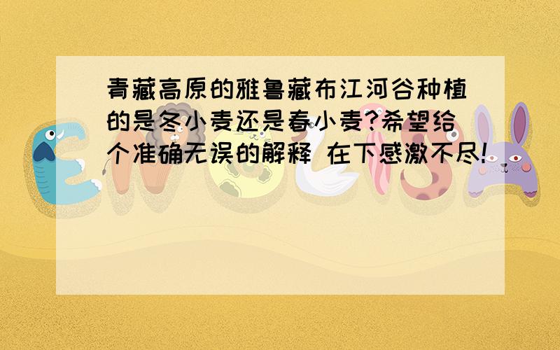 青藏高原的雅鲁藏布江河谷种植的是冬小麦还是春小麦?希望给个准确无误的解释 在下感激不尽!