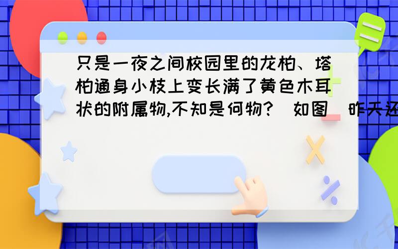 只是一夜之间校园里的龙柏、塔柏通身小枝上变长满了黄色木耳状的附属物,不知是何物?（如图）昨天还好好的,只是昨晚到今天九点以前一直在下雨.