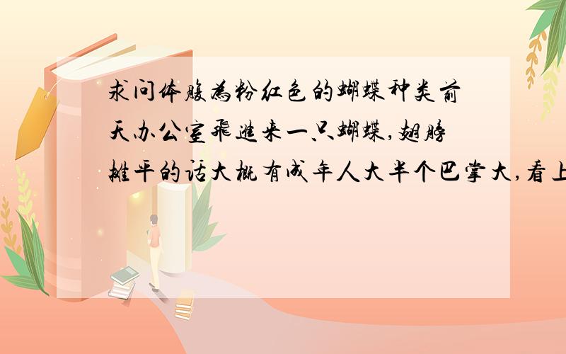 求问体腹为粉红色的蝴蝶种类前天办公室飞进来一只蝴蝶,翅膀摊平的话大概有成年人大半个巴掌大,看上去有点像是凤蝶科,翅膀形状蛮漂亮的,颜色是灰底黑纹（似乎又有点灰底褐文?）,身体