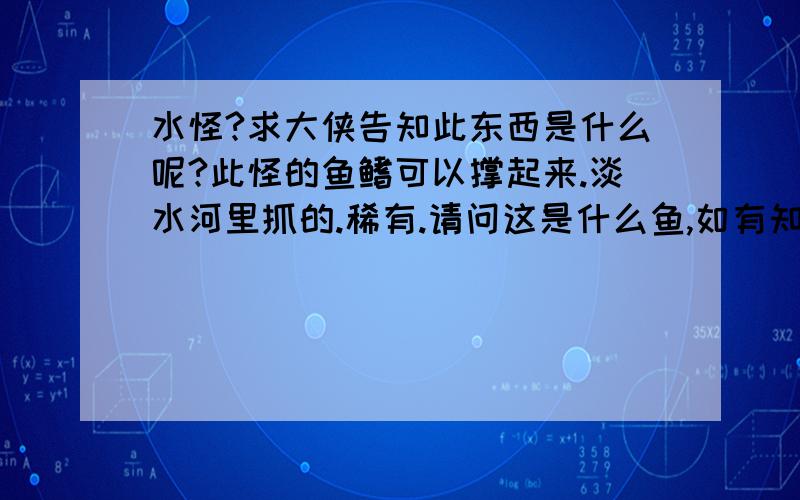 水怪?求大侠告知此东西是什么呢?此怪的鱼鳍可以撑起来.淡水河里抓的.稀有.请问这是什么鱼,如有知道的大侠请告知?