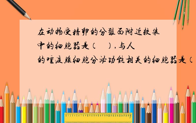 在动物受精卵的分裂面附近较集中的细胞器是（   ）,与人的唾液腺细胞分泌功能相关的细胞器是（   ）