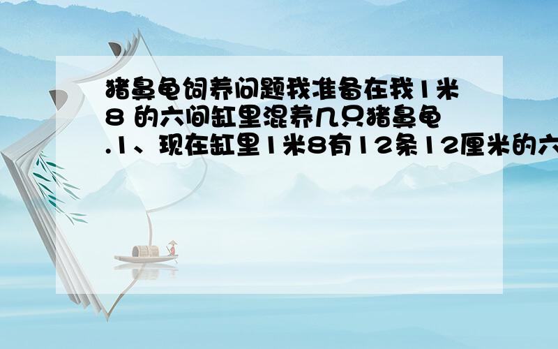 猪鼻龟饲养问题我准备在我1米8 的六间缸里混养几只猪鼻龟.1、现在缸里1米8有12条12厘米的六间,混养几只猪鼻龟比较合适?还是只能就一只?2、珊瑚石造景会不会对猪鼻龟造成伤害?3、下面放