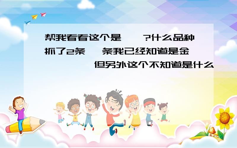 帮我看看这个是蝾螈?什么品种抓了2条 一条我已经知道是金麒麟蝾螈 但另外这个不知道是什么