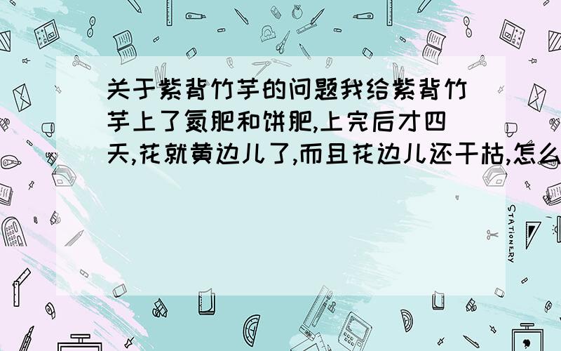 关于紫背竹芋的问题我给紫背竹芋上了氮肥和饼肥,上完后才四天,花就黄边儿了,而且花边儿还干枯,怎么办呀?