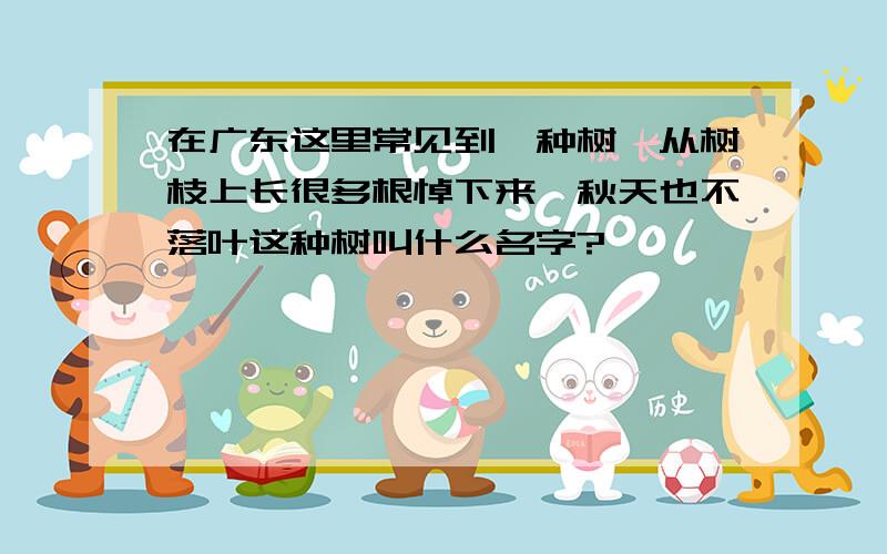 在广东这里常见到一种树,从树枝上长很多根悼下来,秋天也不落叶这种树叫什么名字?