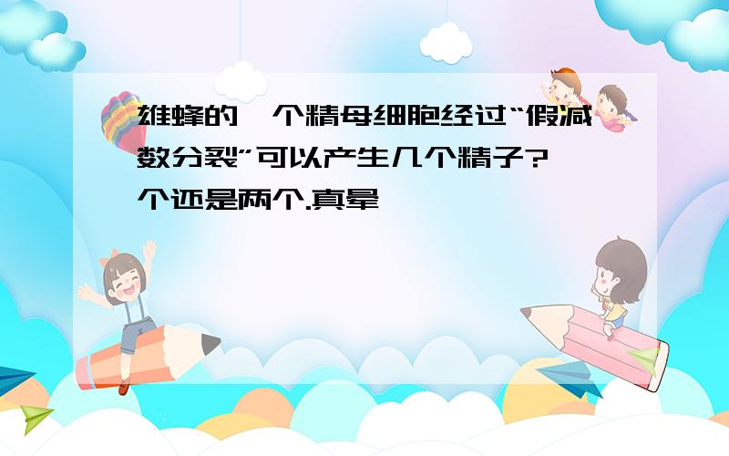 雄蜂的一个精母细胞经过“假减数分裂”可以产生几个精子?一个还是两个.真晕