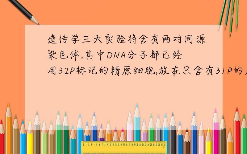 遗传学三大实验将含有两对同源染色体,其中DNA分子都已经用32P标记的精原细胞,放在只含有31P的原料中进行减数分裂.则细胞所产生的四个精子中,含31P和32P标记的镜子所占的比例分别是?答案