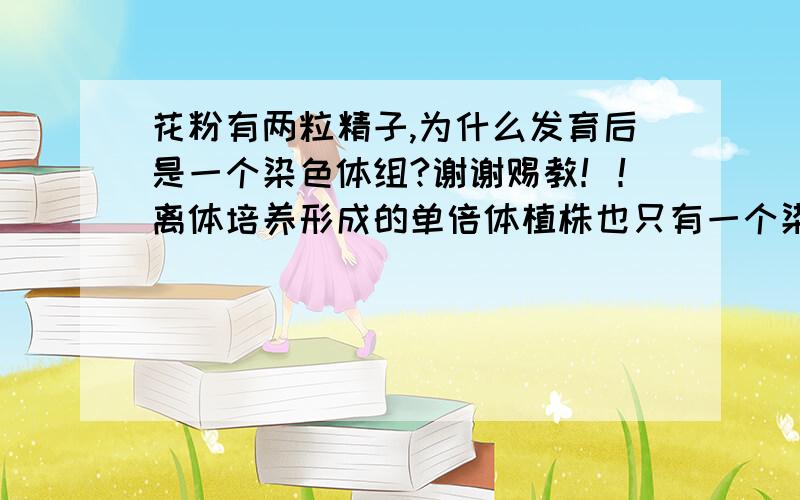 花粉有两粒精子,为什么发育后是一个染色体组?谢谢赐教！！离体培养形成的单倍体植株也只有一个染色体组吗？为什么？