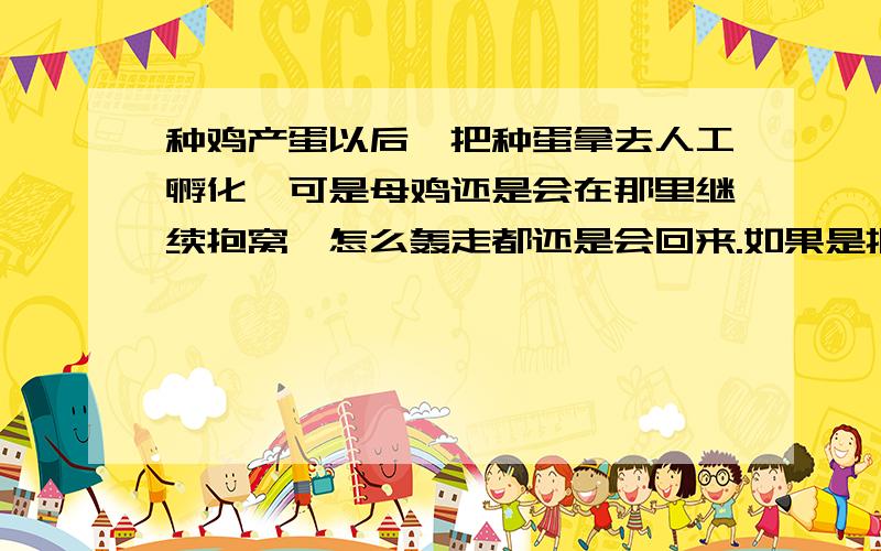 种鸡产蛋以后,把种蛋拿去人工孵化,可是母鸡还是会在那里继续抱窝,怎么轰走都还是会回来.如果是把窝端走的话，不太现实，还有别的方法不，