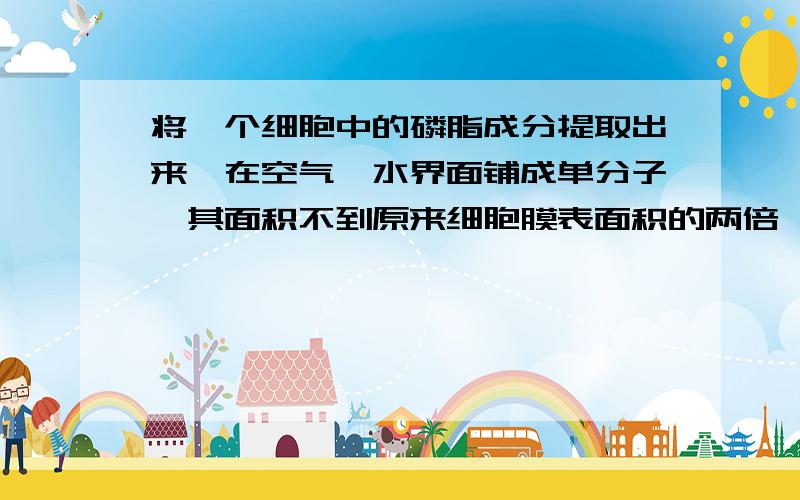 将一个细胞中的磷脂成分提取出来,在空气—水界面铺成单分子,其面积不到原来细胞膜表面积的两倍,为什么?将一个细胞中的磷脂成分提取出来,在空气—水界面铺成单分子,其面积其实是不到