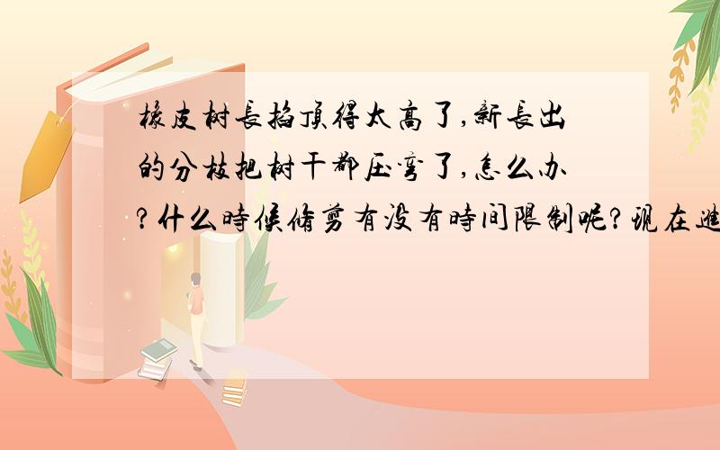 橡皮树长掐顶得太高了,新长出的分枝把树干都压弯了,怎么办?什么时候修剪有没有时间限制呢?现在进行可以吗?