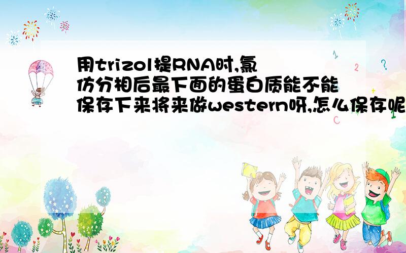 用trizol提RNA时,氯仿分相后最下面的蛋白质能不能保存下来将来做western呀,怎么保存呢,直接吸出来放-70