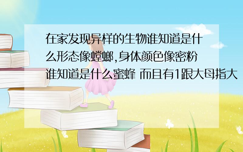 在家发现异样的生物谁知道是什么形态像螳螂,身体颜色像密粉谁知道是什么蜜蜂 而且有1跟大母指大